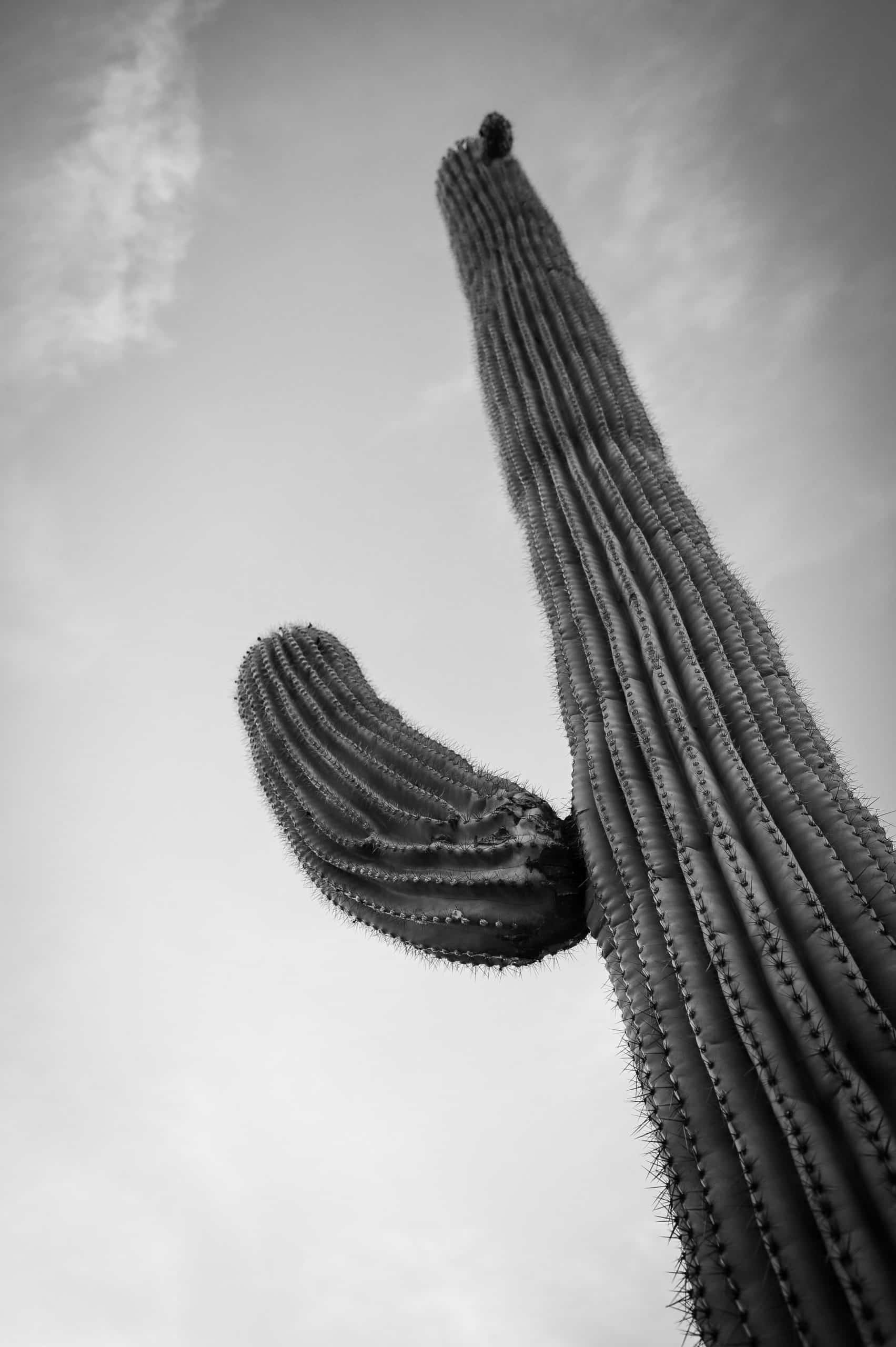 Sonoran Dream